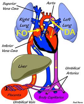 Fetal Circulation Flow Chart