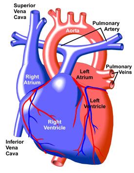 Normal Anatomy Of The Heart - Anatomy Drawing Diagram