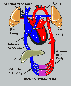 Corazón Normal Circulación